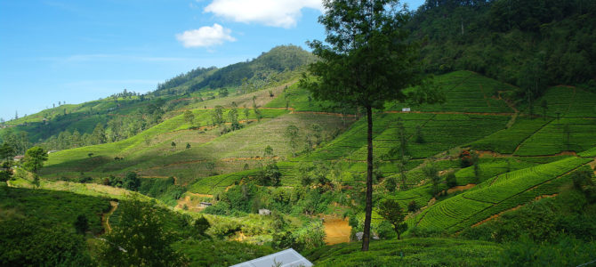 Nuwara Eliya, Ella : les montagnes du centre de Sri Lanka Nuwara Eliya, Ella : les montagnes du centre de Sri Lanka