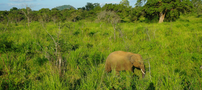 Polonnaruwa, des ruines et des éléphants ! Polonnaruwa, des ruines et des éléphants !